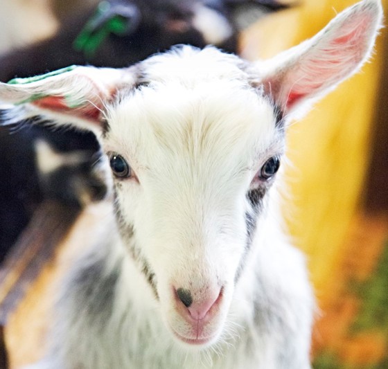 Geiter hjå Aalan Gård. 