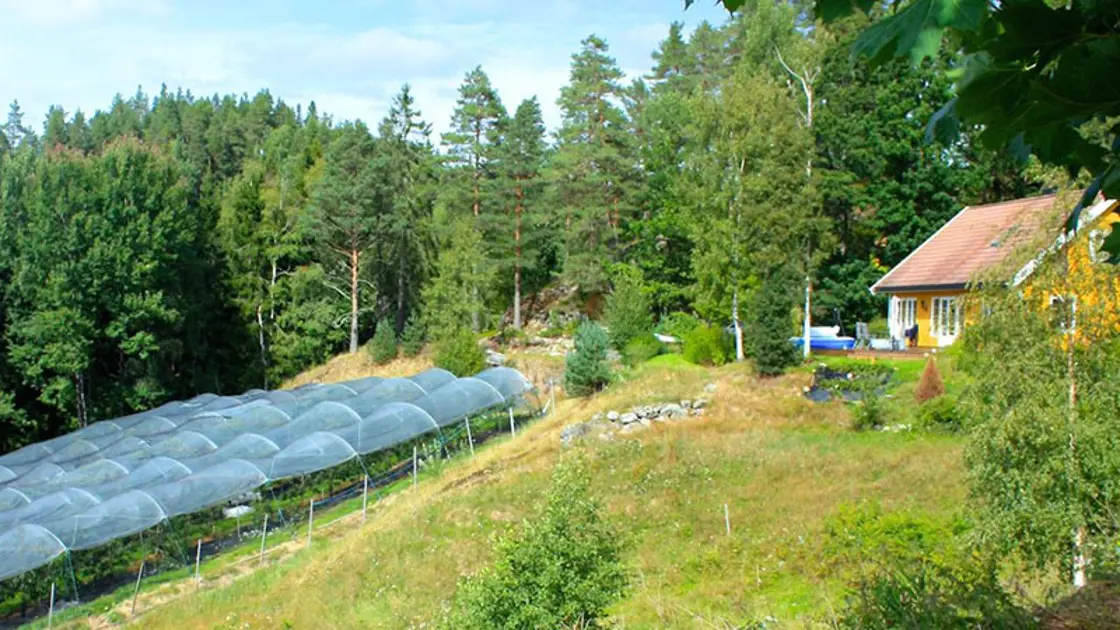 Moreller og bringebær under høye plasttunneler på Høgetveit gård.