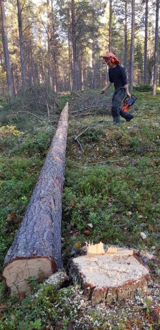 Forsøksfeltet i Karasjok.