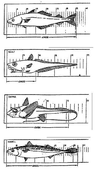 Figur 1.2 Standard målemetode fiskelengde