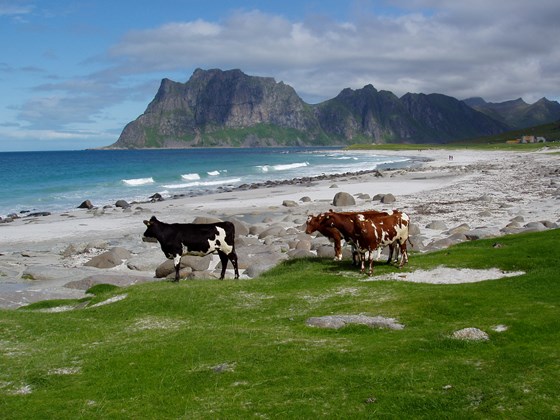Kyr på stranda i Uttakleiv Nordland. 