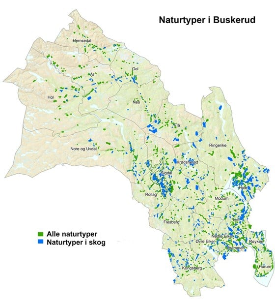 Det er registrert ca. 2700 naturtypelokaliteter i Buskerud hvorav ca. 900 lokaliteter med et samlet areal på 140 000 dekar er knyttet til skog.