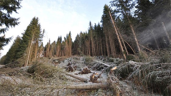 Stormskadet skog.
