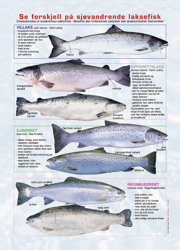 Figur 13.3 Utvalget foreslår at naturmangfoldloven også skal
ivareta det genetiske mangfoldet, både innenfor ville arter
og innenfor domestiserte arter. Bildet illustrerer genetiske forskjeller innenfor
arter.