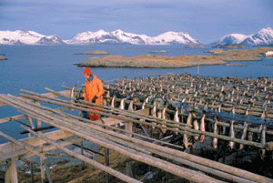 Figur 13.5 Det høstes av 80 fiskearter langs hele norskekysten
 med havområder. Nitti prosent av det norske fisket foregår
 på bestander som er delt med andre land. Norsk-arktisk
 torsk (skrei) er utbredt langs hele kysten til Russland med hovedmengde
 nord...