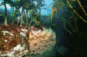 Figur 13.6 Tang og tare er en del av kystens ressurser og naturmiljø.
 I dag høstes tare fra Rogaland til Sør-Trøndelag
 i henhold til en langsiktig plan. Bilde viser at det også vokser
 koraller i denne tareskogen. Korallrev fungerer som yngle- og oppveksto...