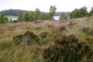 Figur 15.2 Forskere anbefaler at det fremtidige vernearbeidet bl.a. må prioritere
 kulturlandskapets ­natur- og vegetasjonstyper som kystlynghei og
 seminaturlige gressmarker. Her kystlynghei fra Stavanger­traktene.
