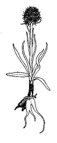 Figur 17.3 Sølendet naturreservat har en rik orkideflora, bl.a.
 Skandinavias største forekomst av svartkurle (
Nigritella nigra
 ).