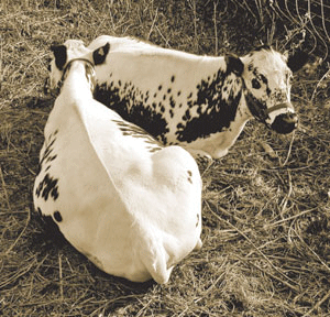 Figur 22.1 Nordisk genbank for husdyr (NGH) har utviklet en database for
registrering av enkeltdyr av truete husdyrraser. Hensikten er å bidra
til at truete husdyrraser i Norden bevares. Bildet viser nordlandsfe.
Rasen stammer fra det gamle, opprinnelige ...