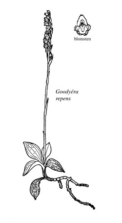 Figur 4.1 Knerot
(Goodyéra respen).