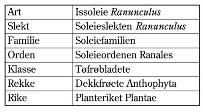 Figur 4.3 Det taksonomiske system og begrepet art, her illustrert ved
 arten issoleie. Grunnleggeren av dette systemet var den svenske
 botanikeren Carl von Linné (1707-1778). Han innførte systemet
 gjennom sitt verk ”Systema naturae” publisert
 i 1735, me...