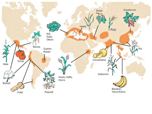 Figur 4.4 Alle kulturplanter stammer fra en art som finnes vill i naturen.
 Kartet viser de opprinnelige leveområdene for ville planter
  som i dag utgjør genressursene for våre viktigste
 matplanter.