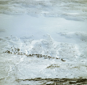 Figur 5.1 Fjell dekker 47 prosent av Norges fastlandsareal. Sammen med
arealene i Arktis og de nordlige delene av Sverige, Finland og Russland representerer
disse områdene Europas siste store sammenhengende naturområder.
I fjellområdene rundt Snøhetta f...