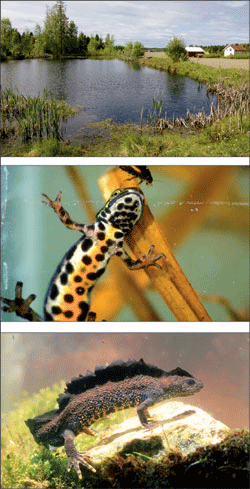 Figur 7.6 Skogsdammer, gårdsdammer og hagedammer er viktige
leveområder for amfibiene (frosk, padder og salamandre).
Både stor salamander (
Trituruscristatus
) og liten salamander (
Triturusvulgaris
)
står på Direktoratet for naturforvaltnings nasj...