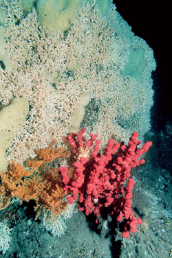 Figur 7.7 Korallgrenene vokser 2-10 millimeter per år. De trenger
 derfor tusener av år på å bygge seg opp
 om de blir ødelagt. Revene er viktige oppvekstområder
 for fisk som uer, brosme og lange. Mellom 33 og 50 prosent av norske
 korallrev er ødelagt bl...