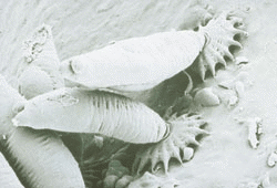 Figur 7.8 Gyrodactylus salaris