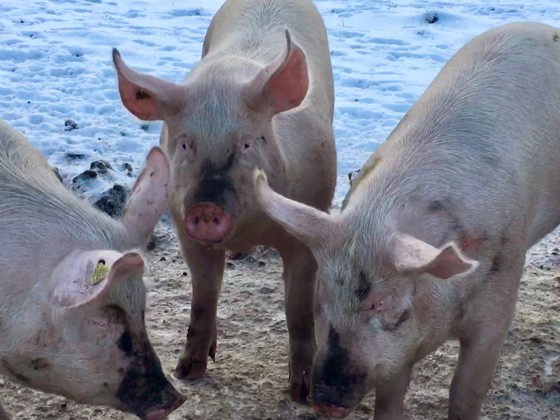 Griser ute en vinterdag i november 2019. 