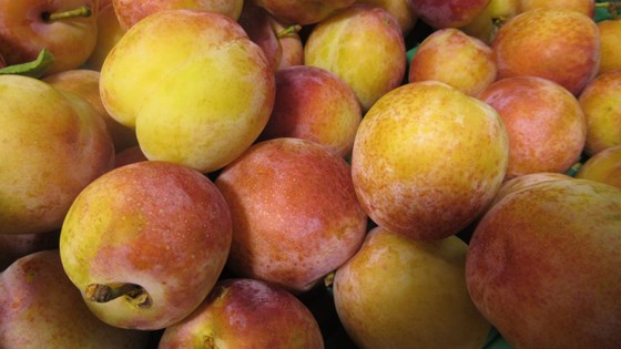 Fruktproduksjon er ei viktig næring i Vestland.