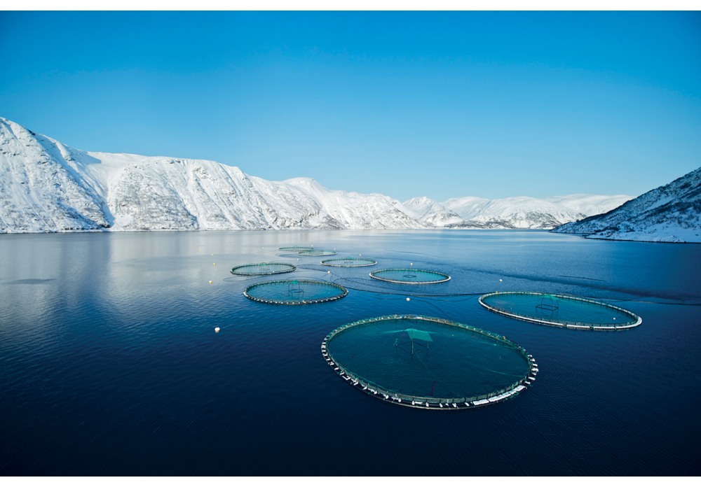 Figure 5.3 The Norwegian aquaculture industry has grown significantly since the 1970s. Norway is the world’s largest producer of sea-farmed fish. The picture shows cages used in the production of salmon.