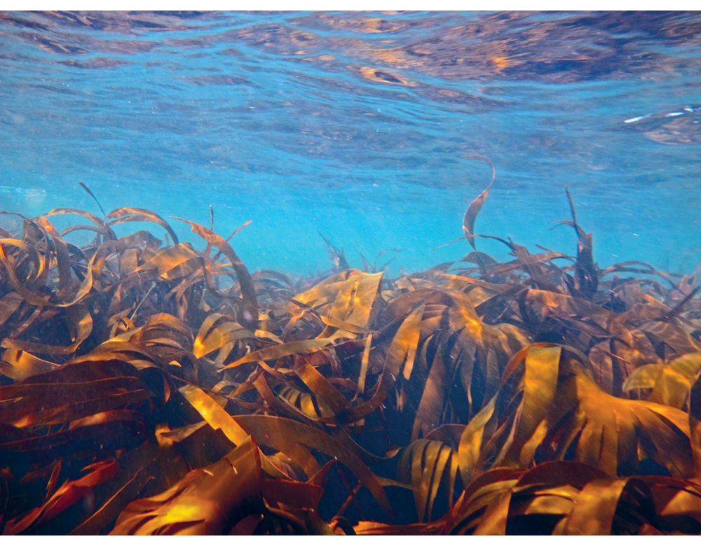 Figure 6.5 Cuvie is one of the most common kelp species in Norway.
