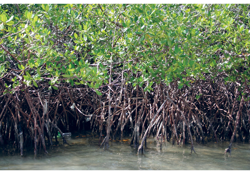 Figure 7.1 The UN Environment Programme promotes the management of natural resources along the coast of Haiti. Rehabilitation of mangrove forests is one of many focus areas.