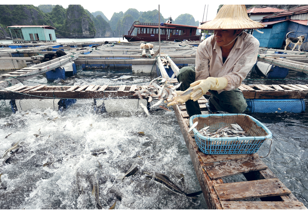 Figure 7.5 Aquaculture at Halong Bay, Vietnam.