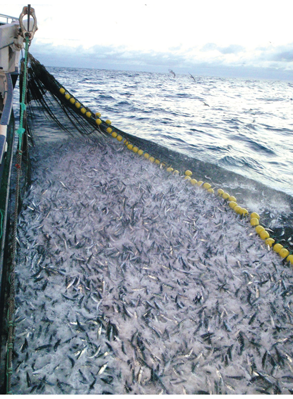 Figur 5.2 Fangstene som hvert år landes av den norske fiskeflåten representerer store verdier.