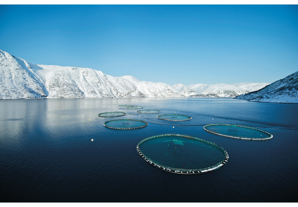 Figur 5.3 Norsk oppdrettsnæring har vokst betydelig siden 1970-tallet. Innen havbasert fiskeoppdrett er norsk produksjon i dag størst i verden. Bildet viser merder for lakseproduksjon.