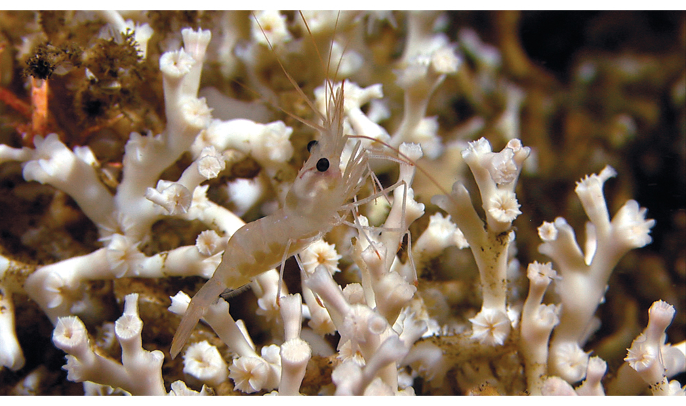 Figur 6.1 Kamuflasje