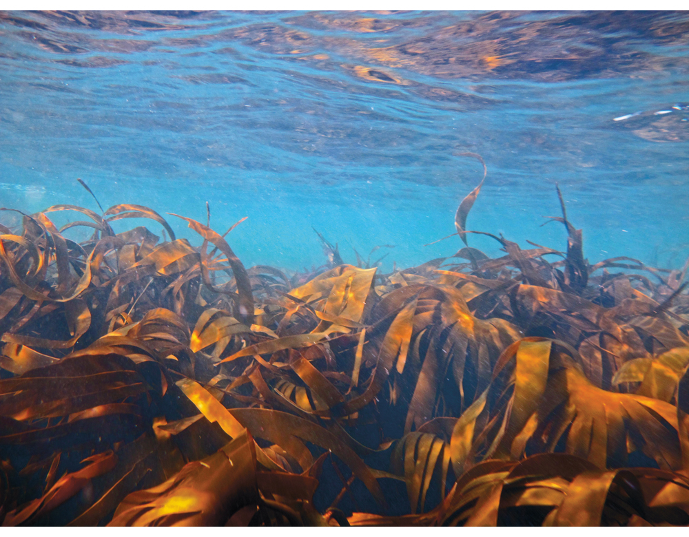 Figur 6.5 Stortare er en av de vanligste tareartene i Norge.
