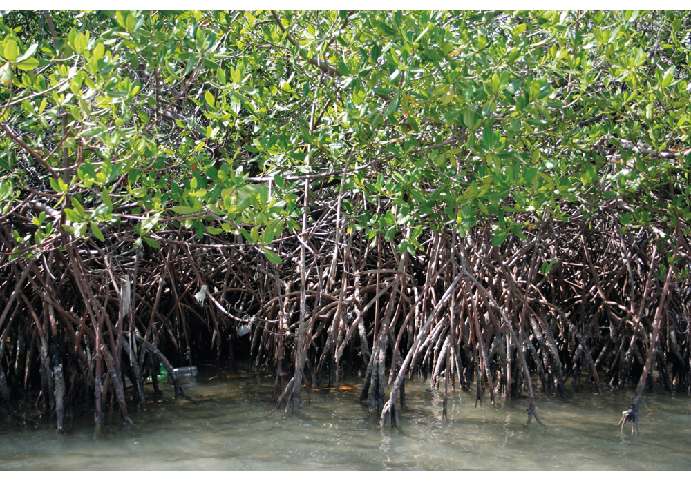 Figur 7.1 FNs miljøprogram arbeider for naturressursforvaltning langs kysten av Haiti. Rehabilitering av mangroveskog er et av mange innsatsområder.
