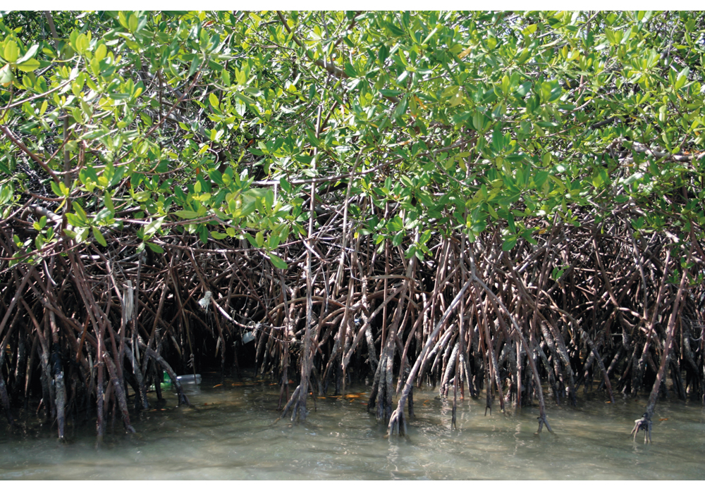 Figur 7.1 FNs miljøprogram arbeider for naturressursforvaltning langs kysten av Haiti. Rehabilitering av mangroveskog er et av mange innsatsområder.
