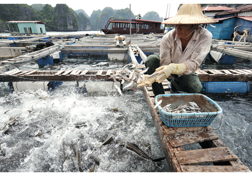 Figur 7.5 Fiskeoppdrett i Halong Bay,Vietnam.
