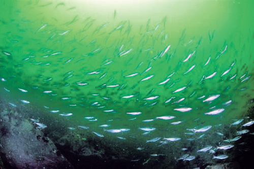 Figure 3-3.EPS A school of herring, one of the key species in the Norwegian
 Sea