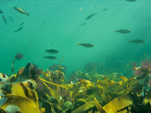Figure 3-6.EPS Fish swimming above a kelp forest