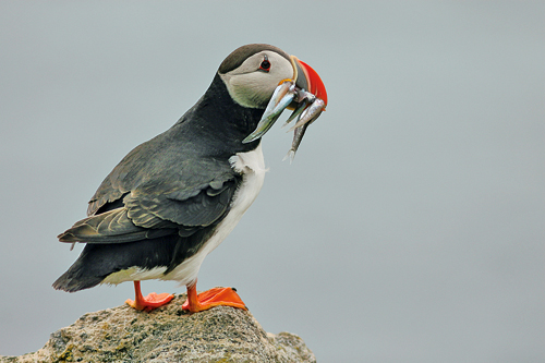 Figure 3-8.EPS Puffin carrying herring