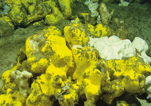 Figure 5-2.EPS Sponges