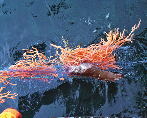 Figure 5-3.EPS Branching corals are very vulnerable to fishing with gill nets.
 They can easily become entangled in the meshes, like the gorgonian
 coral shown here. The fish shown is a tusk.
