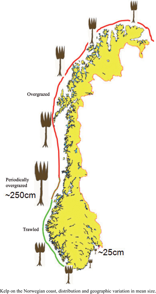 Figure 5-4.EPS Distribution of Laminaria hyperborea along the Norwegian coast
 and geographical variation in average size