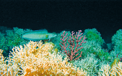 Figure 9-3.EPS Corals