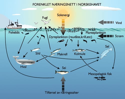 Figur 3.2 Eksempel på samvirkninger i det marine økosystemet
 i Norskehavet