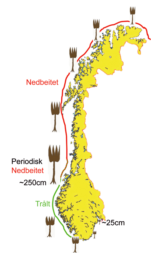 Figur 5.4 Stortare langs Norskekysten, utbredelse og geografisk variasjon
 i gjennomsnittsstørrelse