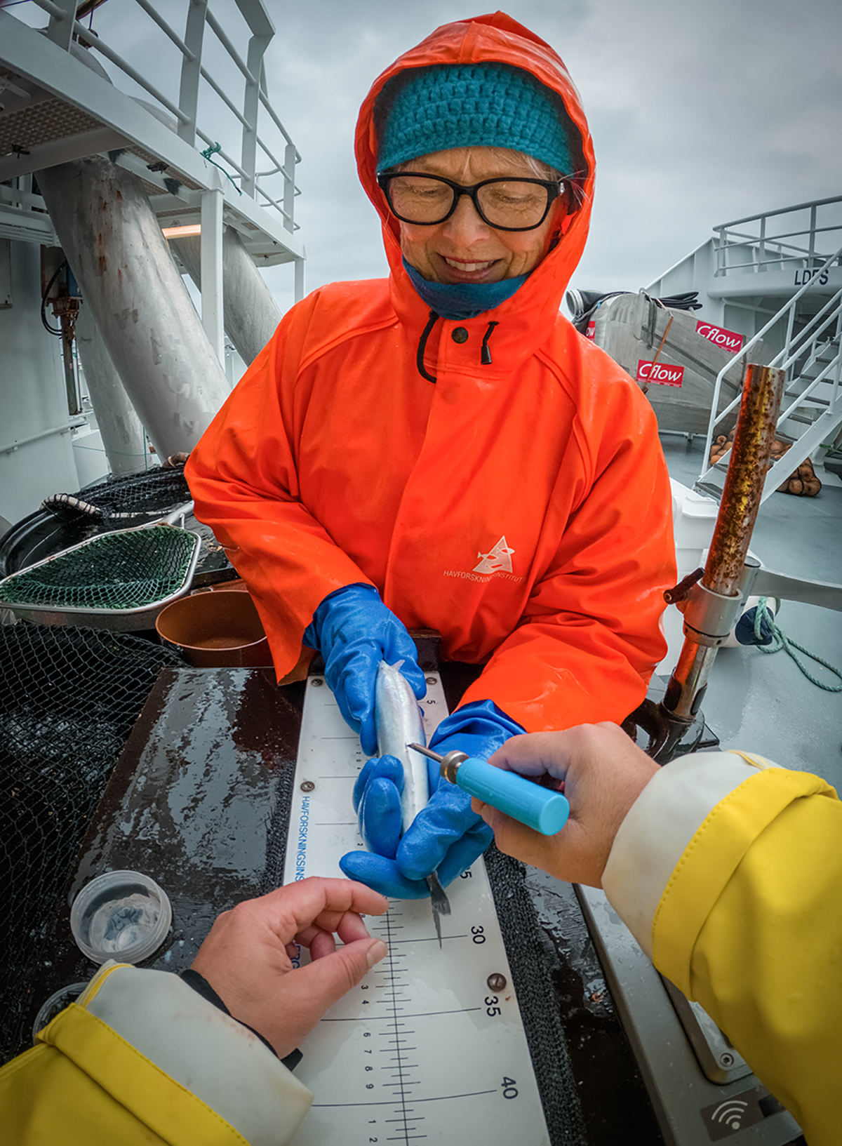 Figur 2.4 Lisbeth Kleppe held makrellen som toktleiar Merete Kvalsund merkjer på makrellmerkjetoktet om bord på «Fiskebas» i mai 2022.