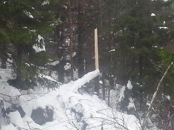 Eksempel på enkeltstående brekkskade i skogbestand uten de store konsekvensene for skogproduksjonen. Slike ble de mange av etter snøfallet lørdag 5. november. 