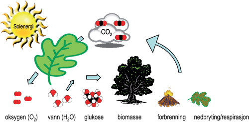 Figur 4.1 Ved bruk av solenergi, vann og næringsstoffer
 tar plantene gjennom fotosyntesen opp CO2 og omdanner
 karbonet til ulike sukkermolekyler, mens oksygenet frigjøres
 til atmosfæren. Cellulose, som er en viktig bestanddel
 i trevirke, består eksempelvis av lange sukkerkjeder. Karbonet
 i fotosynteseproduktene kan ved forbrenning eller nedbryting av
 mikroorganismer igjen bli frigjort som CO2 til atmosfæren
 i et sluttet kretsløp. Figuren er utarbeidet av Norsk institutt
 for skog og landskap.
