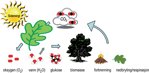 Figur 4.1 Ved bruk av solenergi, vann og næringsstoffer
 tar plantene gjennom fotosyntesen opp CO2 og omdanner
 karbonet til ulike sukkermolekyler, mens oksygenet frigjøres
 til atmosfæren. Cellulose, som er en viktig bestanddel
 i trevirke, består eksempelvis av lange sukkerkjeder. Karbonet
 i fotosynteseproduktene kan ved forbrenning eller nedbryting av
 mikroorganismer igjen bli frigjort som CO2 til atmosfæren
 i et sluttet kretsløp. Figuren er utarbeidet av Norsk institutt
 for skog og landskap.