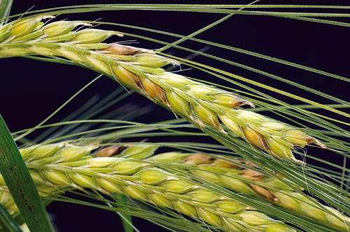 Figur 9.2 Fusarium graminearum. Sopp som angriper korn er farlig fordi
 den produserer soppgift. Den har i de siste årene blitt
 mer vanlig og gir økende problemer i korndyrkingen.