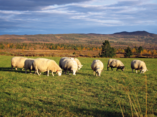 Figur 9.6 Sau i Valdres.