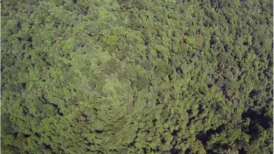 Drone over regnskog