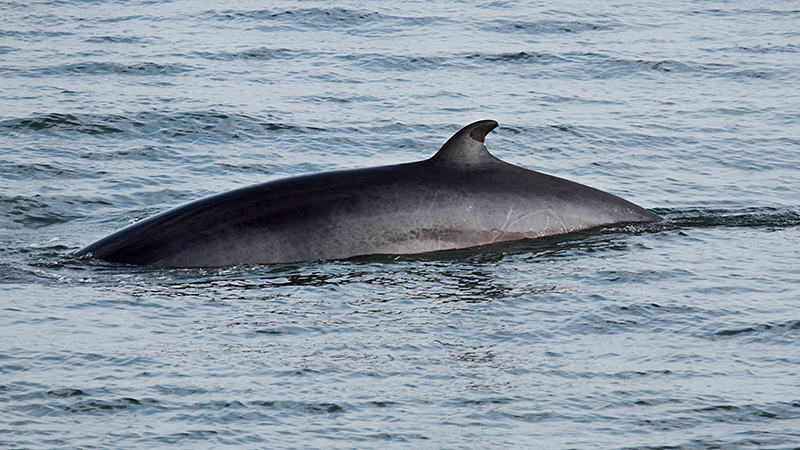 Bilde av ryggen til en vågehval som bryter overflaten